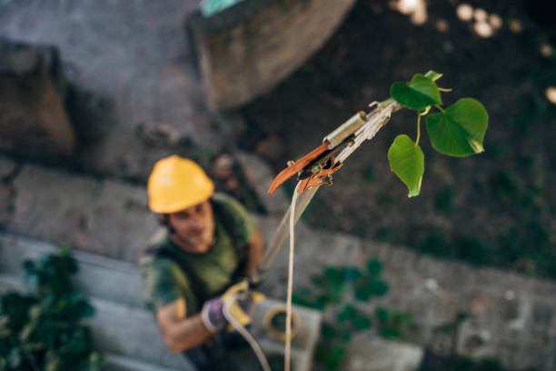 Best Storm Damage Tree Cleanup  in Shallotte, NC